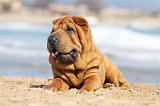 SHAR-PEI 754